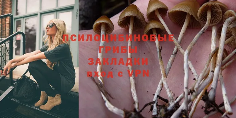 Галлюциногенные грибы Psilocybine cubensis  дарнет шоп  Новоалександровск 